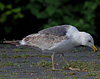 adult LBBG Dutch intergrade in September, ringed in the Netherlands. (85708 bytes)